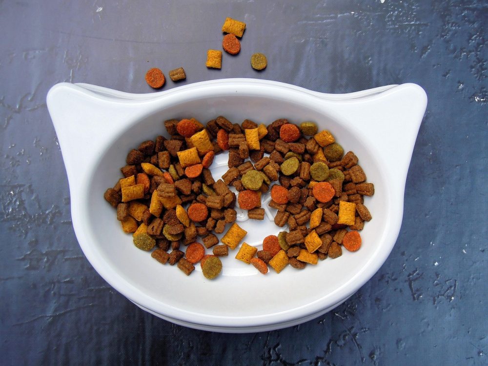 cat, food, animal, pet, pet food, dry food, bowl, white, color